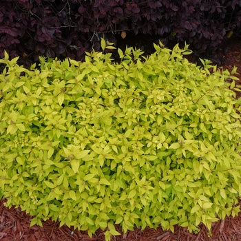 Spirea-Goldmound - G2
