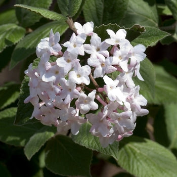 Viburnum-Koreanspice - G10
