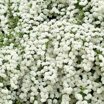Spirea-Snowmound - G5