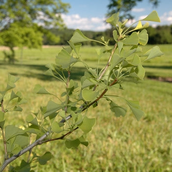 Ginkgo-Dwf Chi Chi - 4-5'