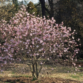 Magnolia-Leonard Messel - G7