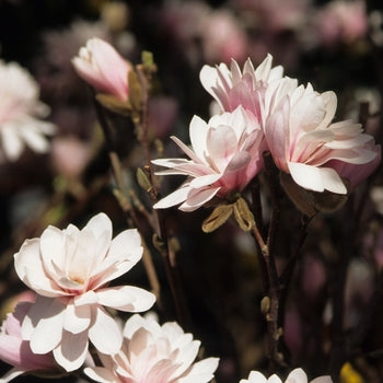 Magnolia-Leonard Messel - G7