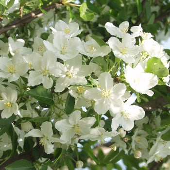 Crabapple-Adirondack - 2"