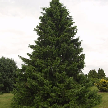 Serbian Spruce 5-6'