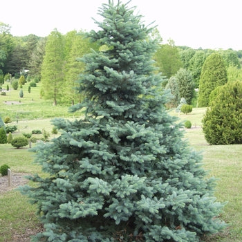 Blue Totem Spruce G10