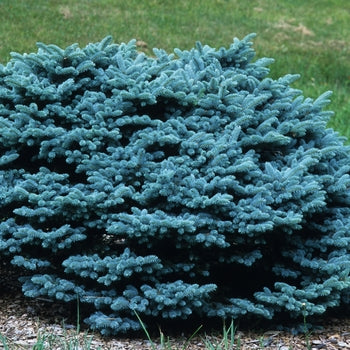 Globosa Spruce Low Graft G5