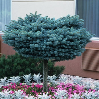 Globosa Spruce G10 High Graft