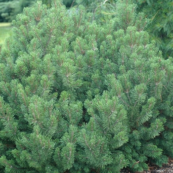 Pine-Mugo Slowmound - G5