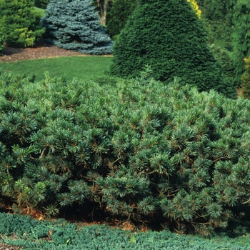 Pine-Scots Dwarf Blue - G6