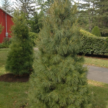 Pine- Eastern White - G7