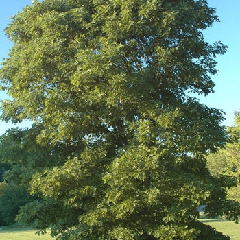Oak-White - G7