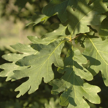 Oak-White - G7