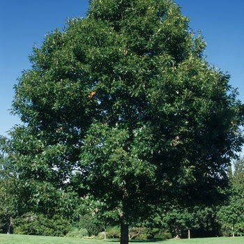 Oak-Red - 2"
