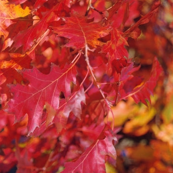 Oak-Red - 2"