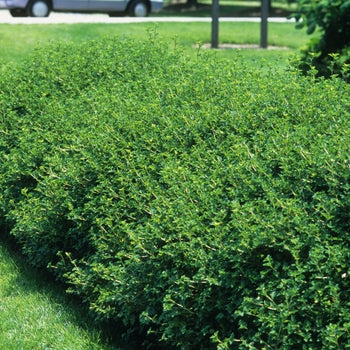 Green Mound Currant 5 Gallon