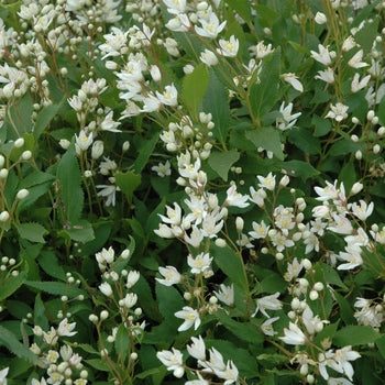 Nikko Slender Deutzia 2 Gallon