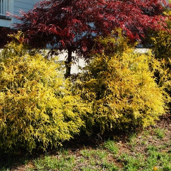 Cypress-Golden Mops - G3