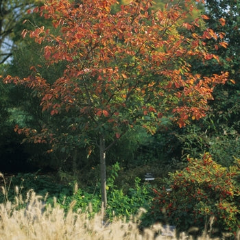 Serviceberry-Tree A.B. - 1.75"