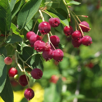 Serviceberry-Tree A.B. - 1.75"