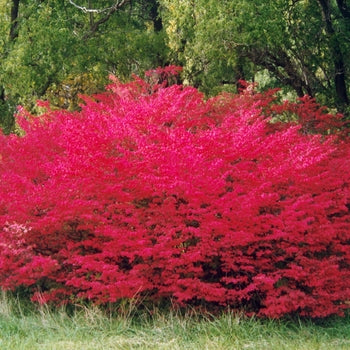 Compact Burning Bush 3 Gallon