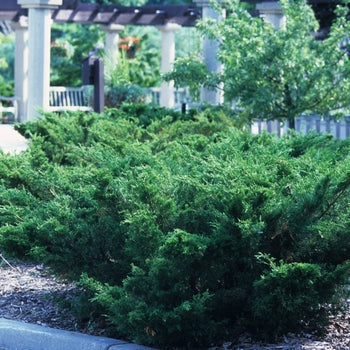 Sea Green Juniper G5