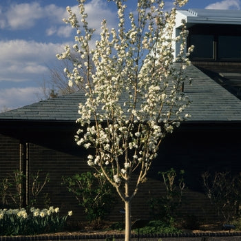 Crabapple-Snowdrift - 1.75"