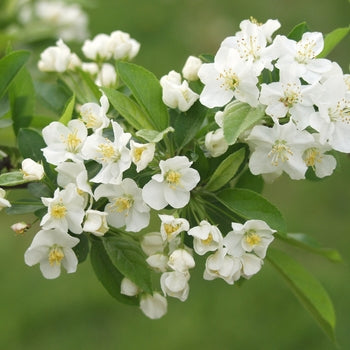 Crabapple-Sargent - 2"