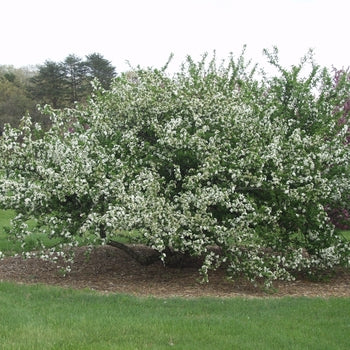 Crabapple-Sargent - 2"