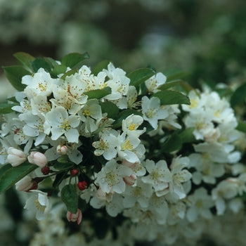 Crabapple-Tina - G7