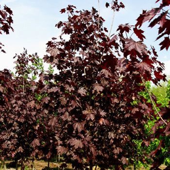 Maple-Royal Red - 2"
