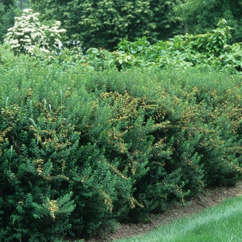 Spirea-Snowmound - G5