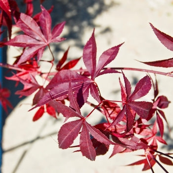 Maple-J. Emperor I - G7