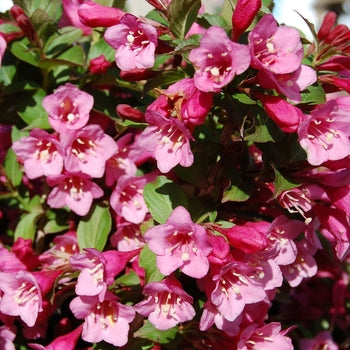 Weigela-Minuet - G2