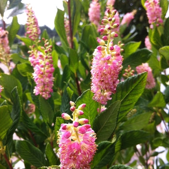 Ruby Spice Clethra 2 Gallon