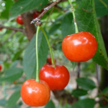 Montmorency Cherry Tree 5 Gallon