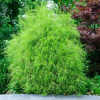 Franky Boy Arborvitae 3 Gallon