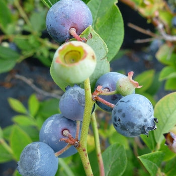 Polaris Blueberry 5 1/2" Square Pot