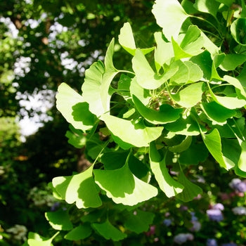 Ginkgo-Autumn Gold - 2"