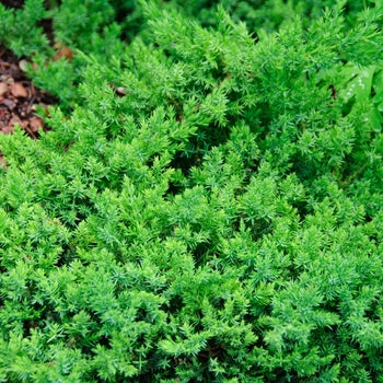 Japanese Garden Juniper  G2