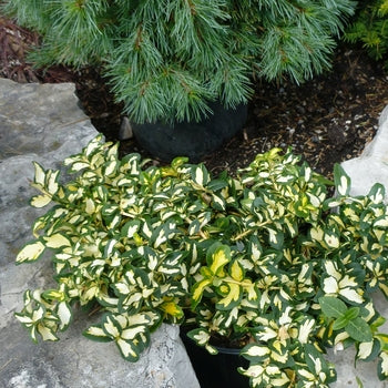 Euonymus-Moonshadow - G2