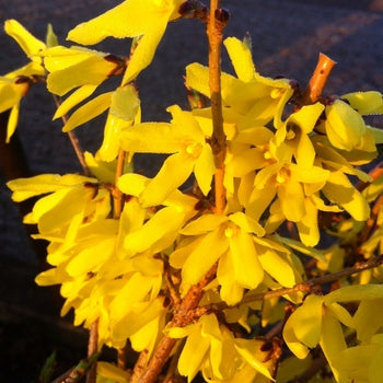 Northern Gold Forsythia 5 Gallon