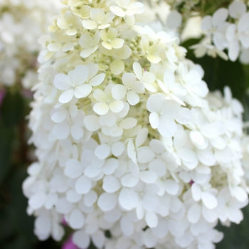 Bobo Hydrangea 10 Gallon