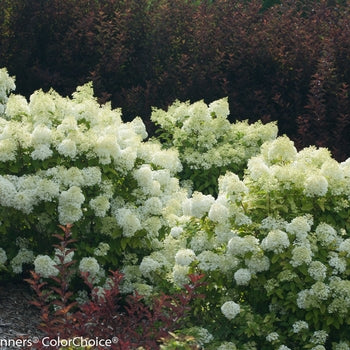 Bobo Hydrangea 10 Gallon