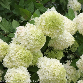 Limelight Hydrangea 5-6'/b&b