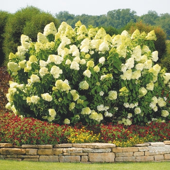 Limelight Hydrangea 5-6'/b&b