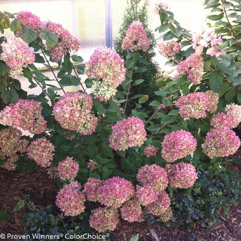 Little Lime Hydrangea 5 Gallon