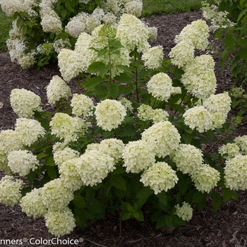 Little Lime Hydrangea 5 Gallon