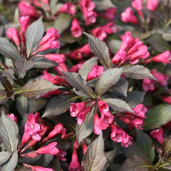 Weigela-Spilled Wine - G2