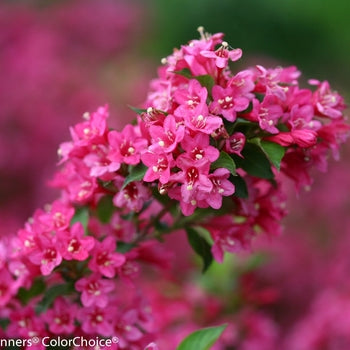 Weigela-Sonic Bloom Pink - G2