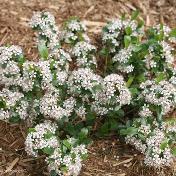 Low Scape Mound Chokeberry 2 Gallon